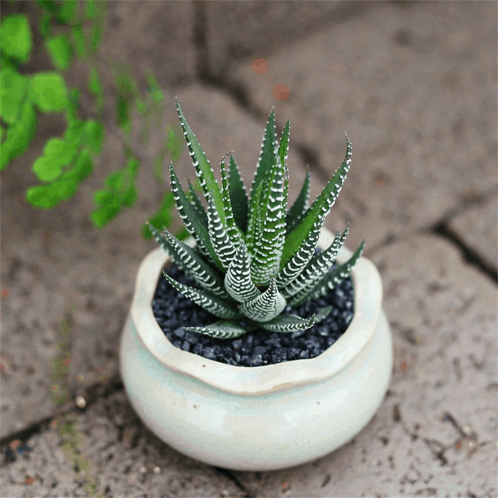 Haworthia Fasciata