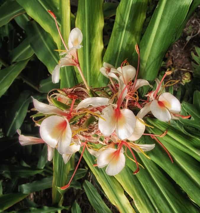 hedychium coronarium 206408 960 720