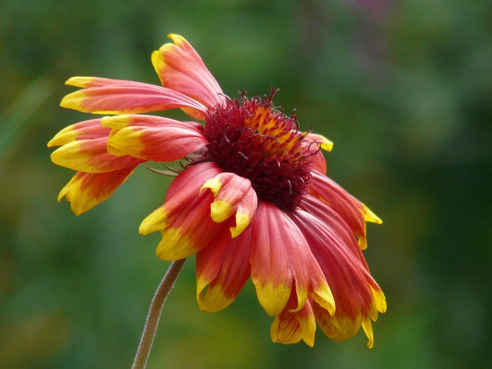 Helenium