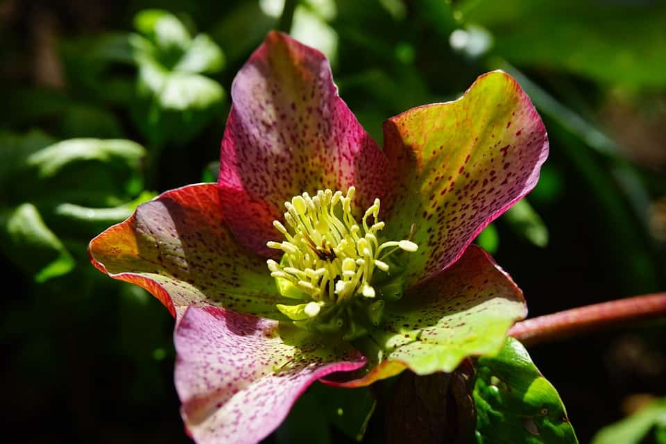 Hellebore