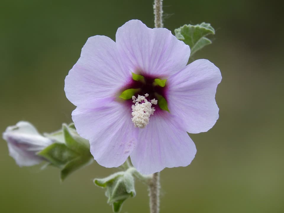 hibiscus syriacus 1410195 960 720