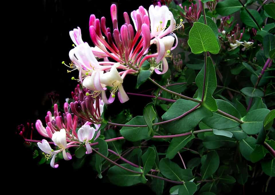 honeysuckle