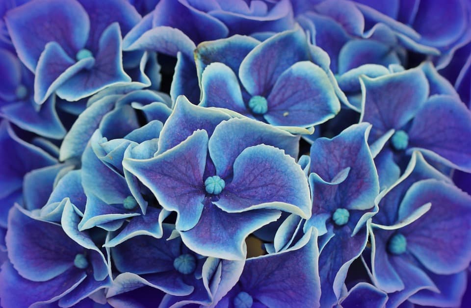 hydrangea 1536969 960 720