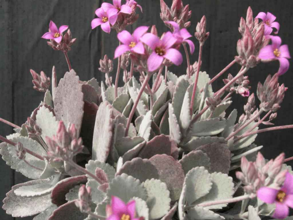 Kalanchoe Pumila