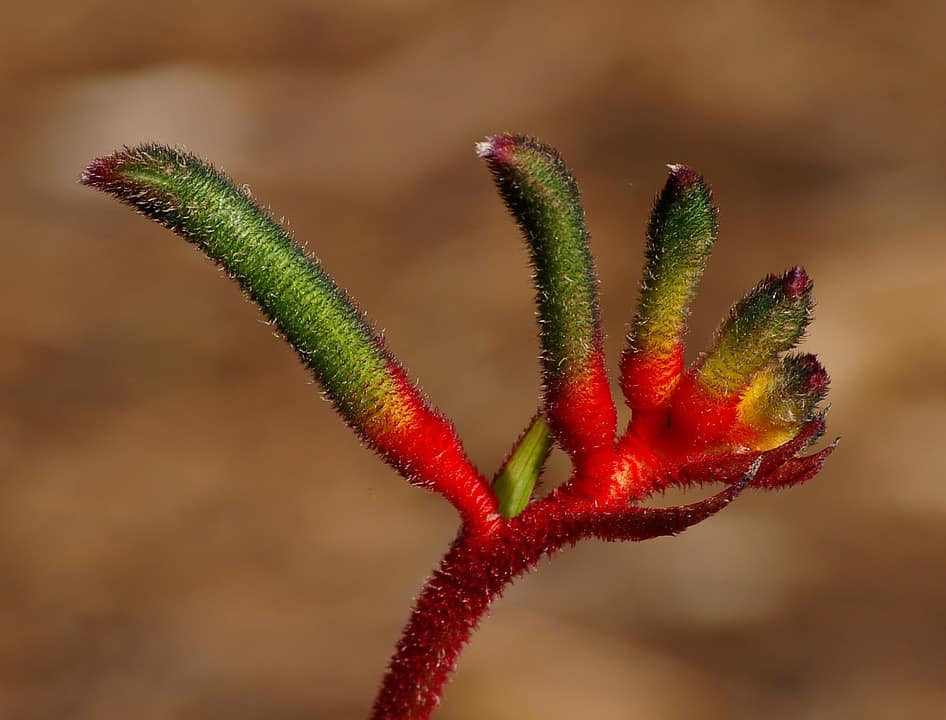 kangaroo paw flower 432802 960 720