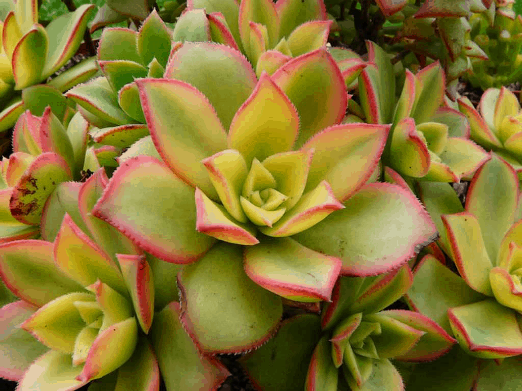 Kiwi Aeonium