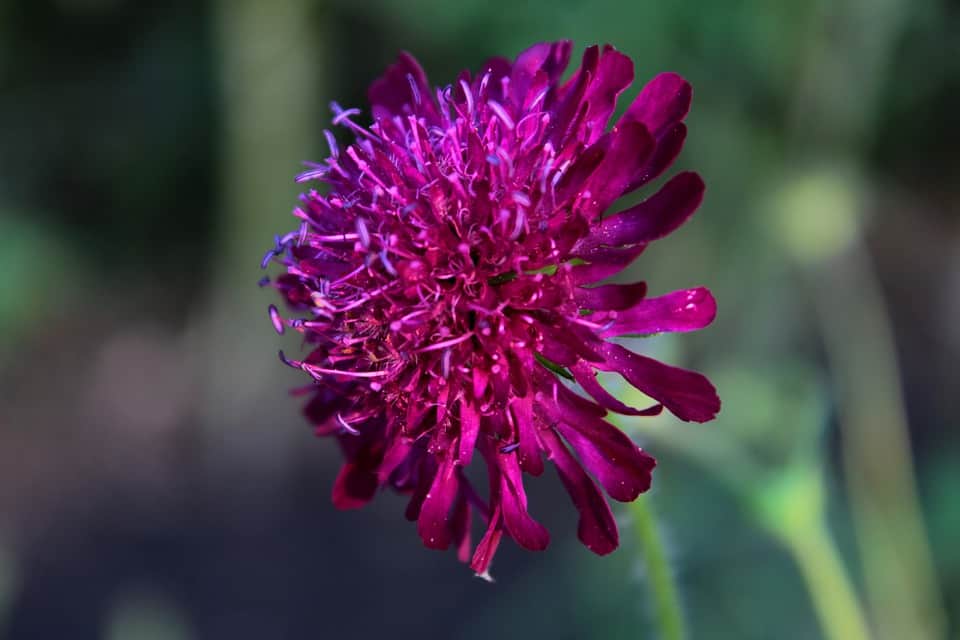 knautia macedonica 4274456 960 720