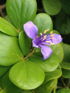 Lignum Vitae Jamaica National Flower 225x300