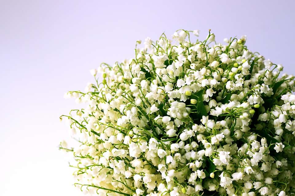 lily of the valley 1693516 960 720