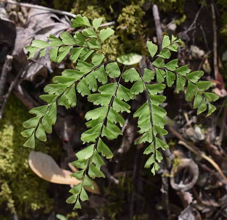 maidenhair fern 2222805 960 720