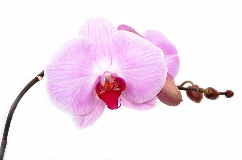 orchid 165218 960 720