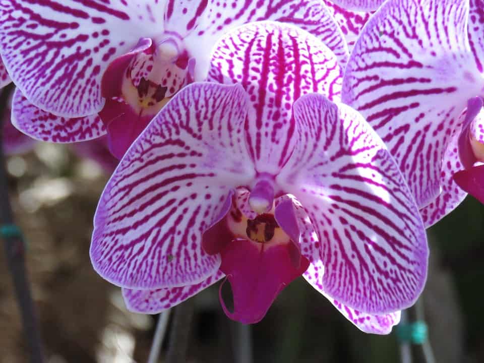 orchid