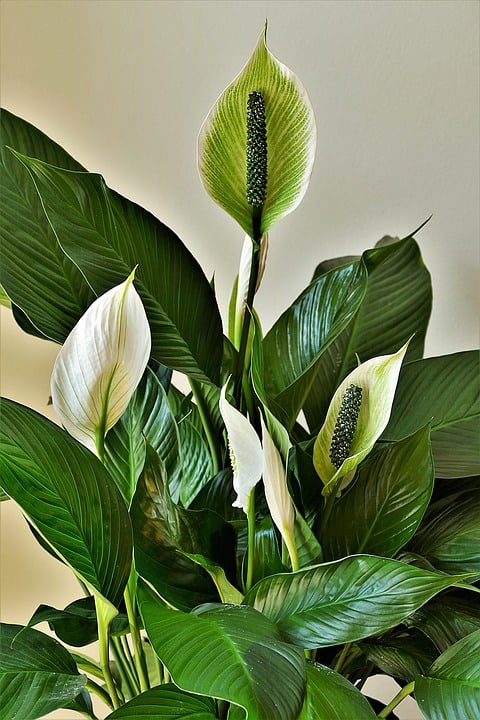 peace lilies 4269365 960 720