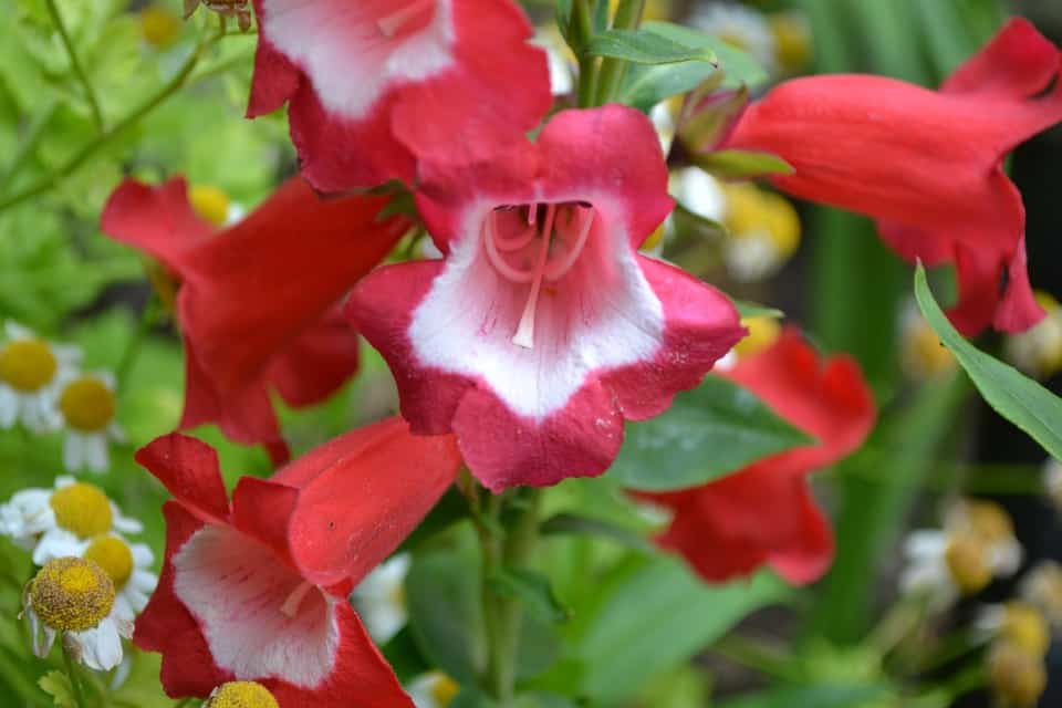 penstemon 267565 960 720