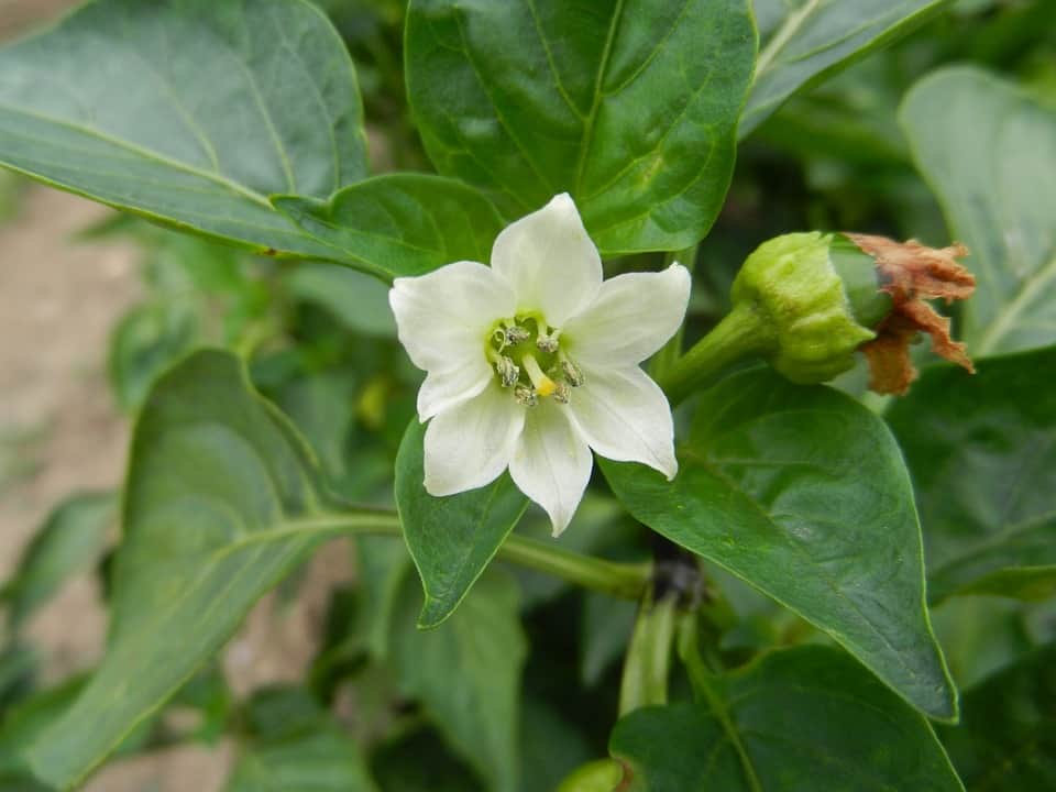 pepper flower 924281 960 720