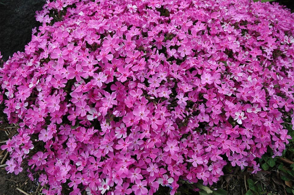 phlox 1247251 960 720