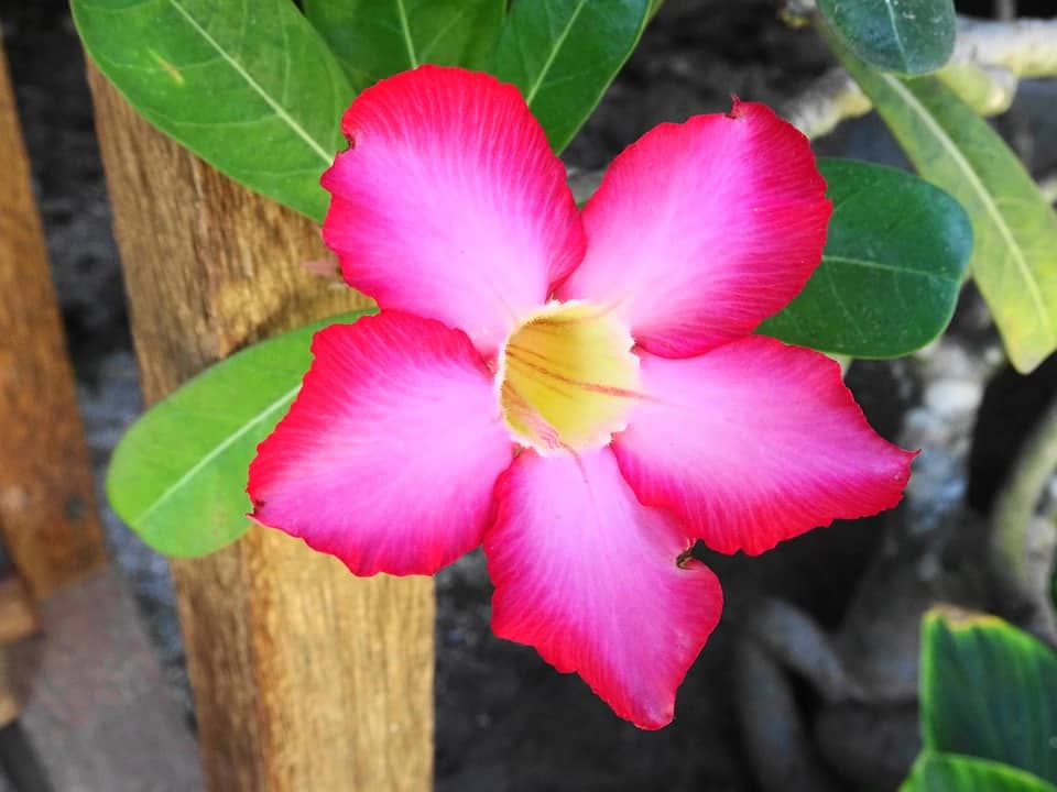 desert rose