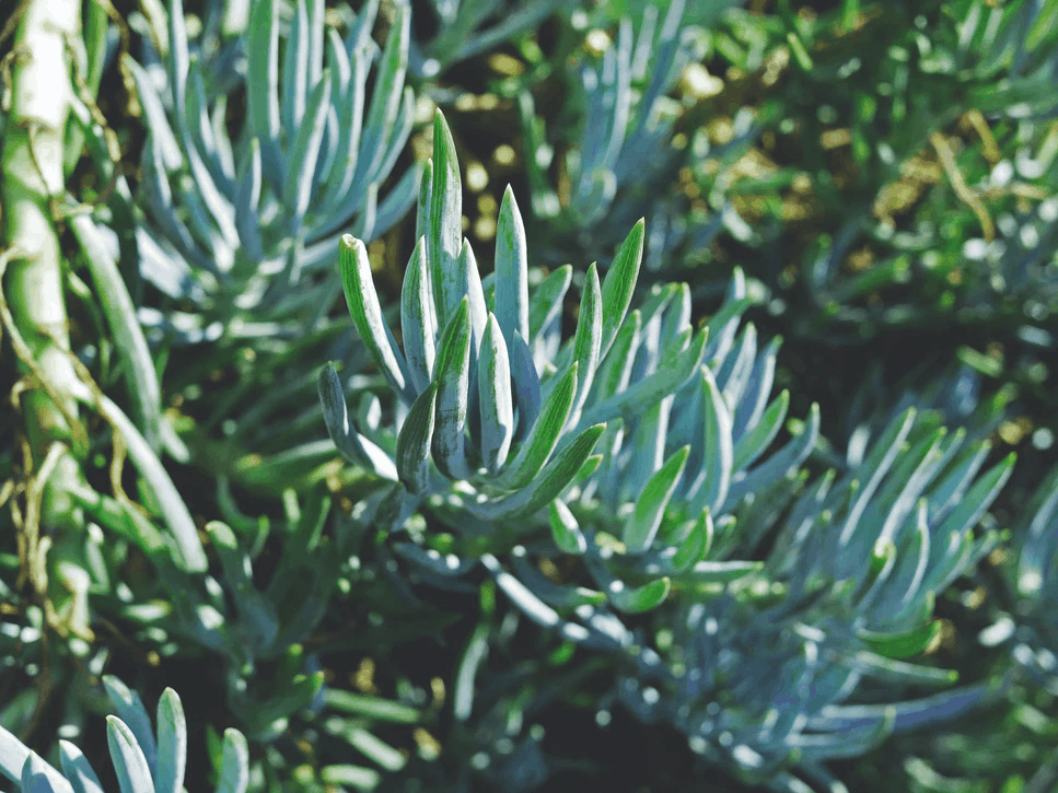 Senecio Radicans