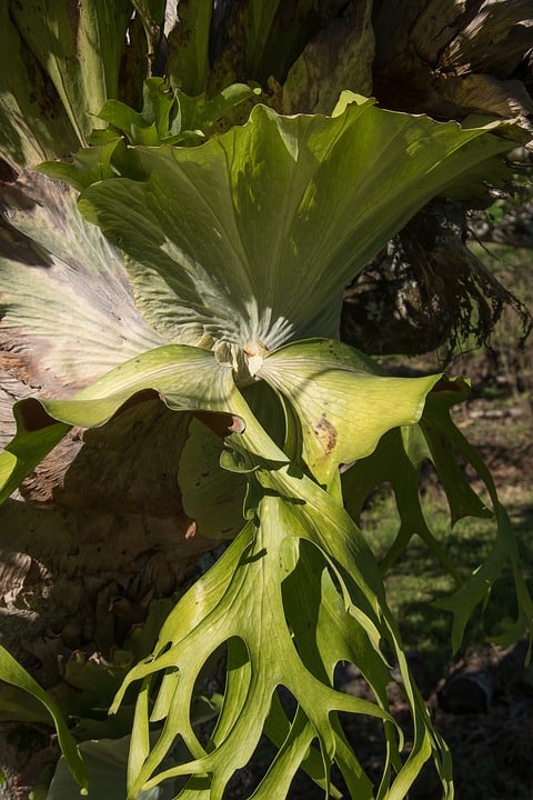 staghorn fern 3376220 960 720