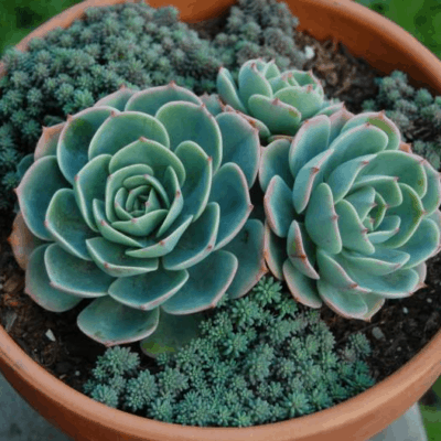 succulent