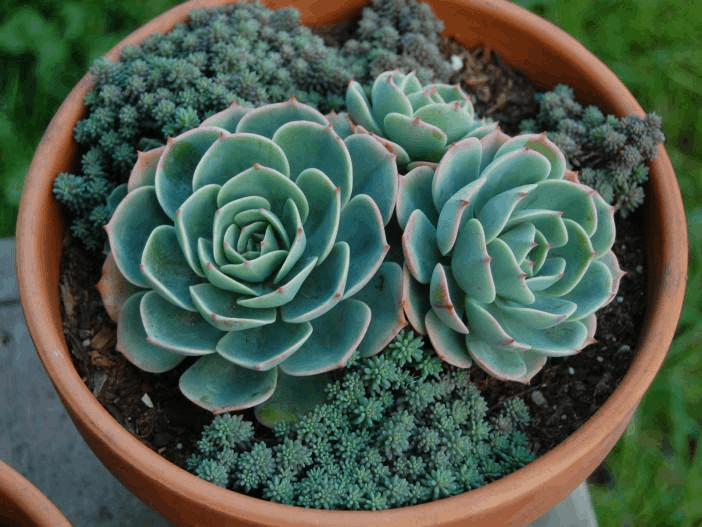 Echeveria Imbricata