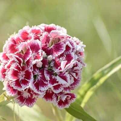 sweet william