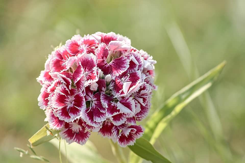 sweet william 3444994 960 720