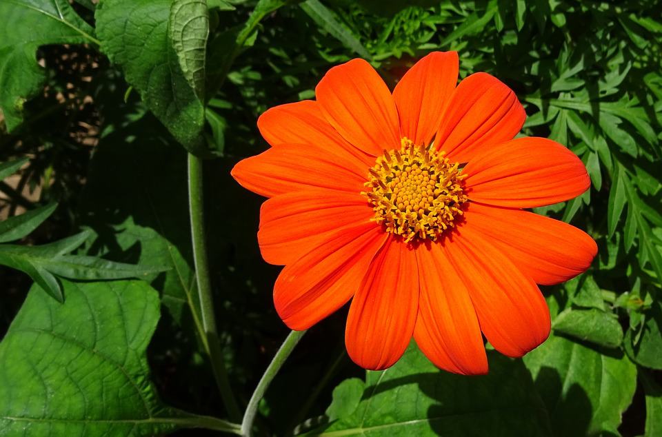 Tithonia