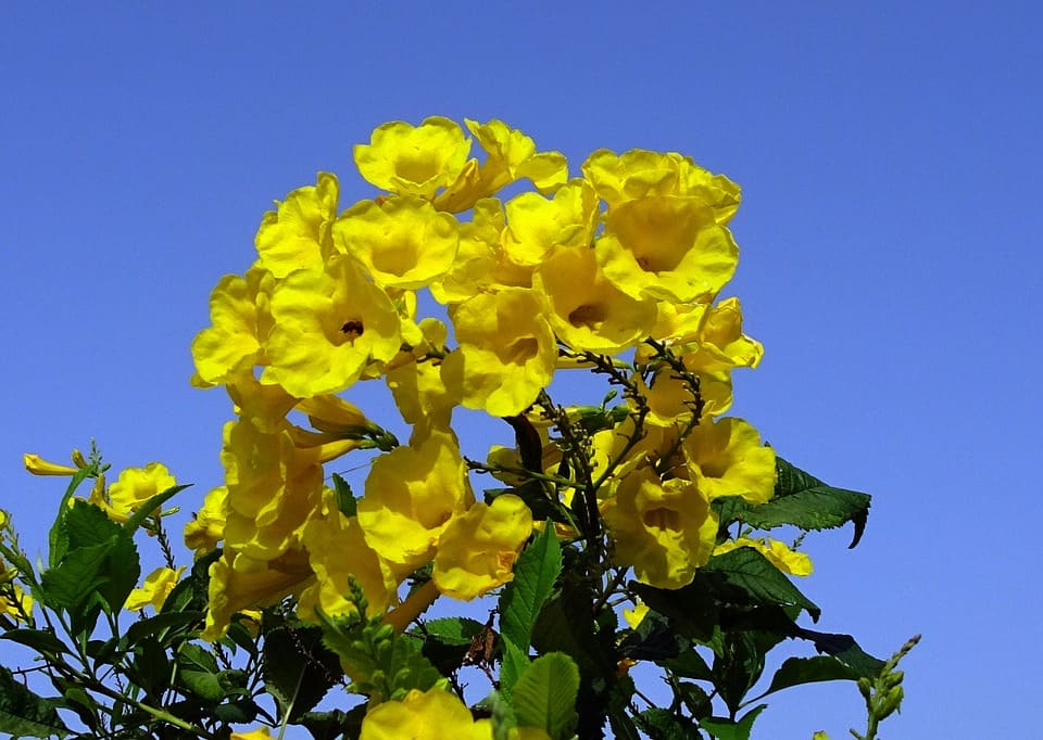 Trumpetbush Flowers