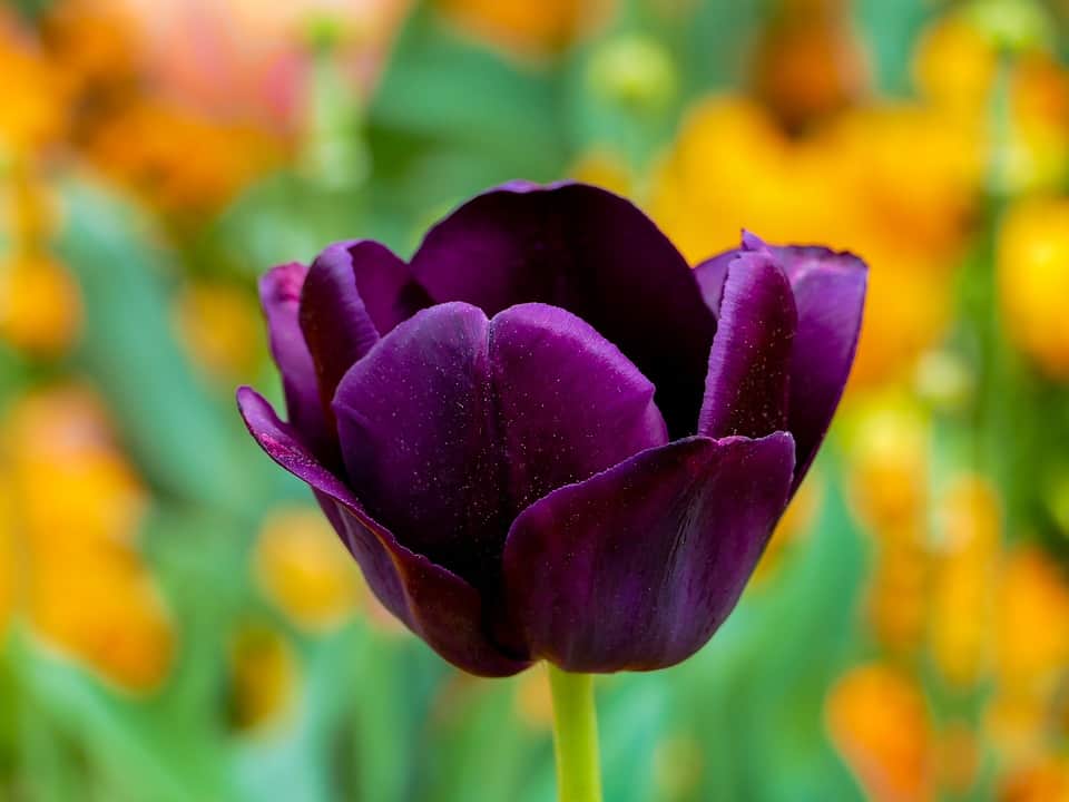 tulip purple 3360748 960 720