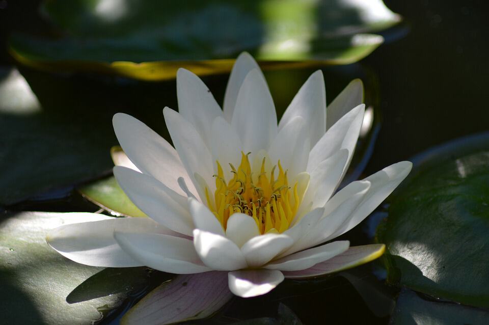 water lily 140727 960 720