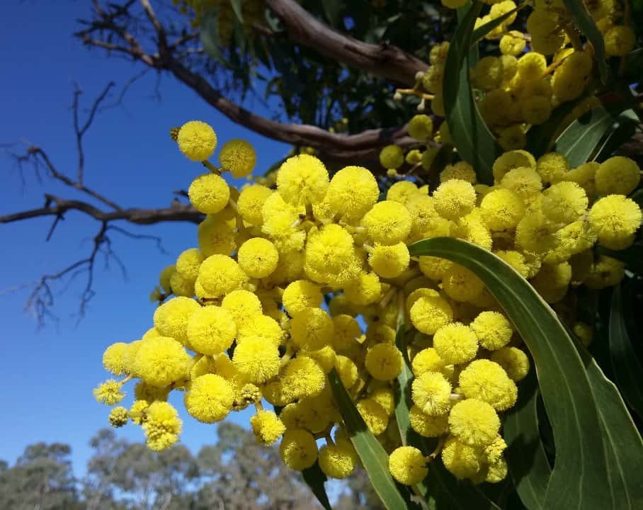 wattle blossoms 2642539 960 720