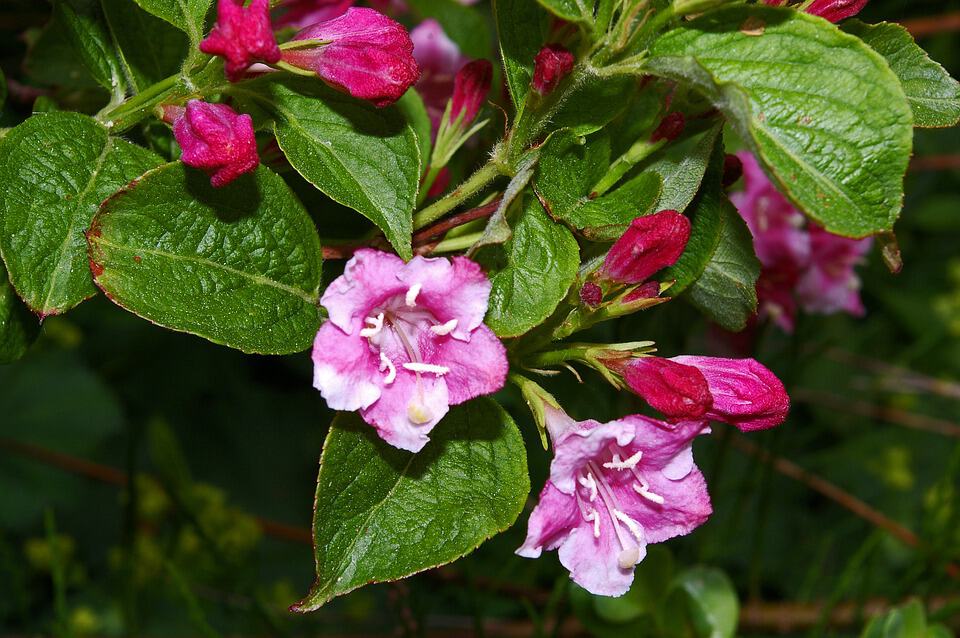 weigela 1428813 960 720