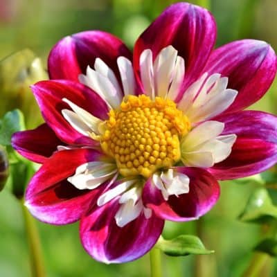 zinnia