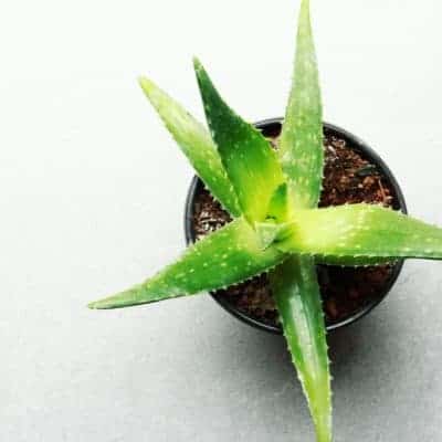 aloe plant