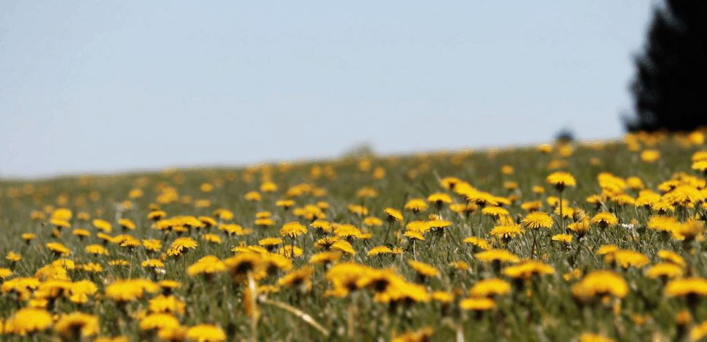 dandelion flowers