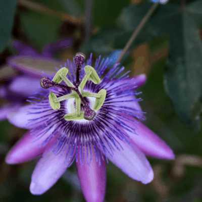 passionflower - medicinal plant