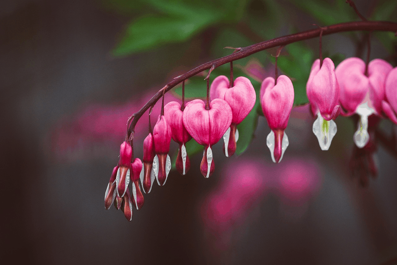 shade loving perennials