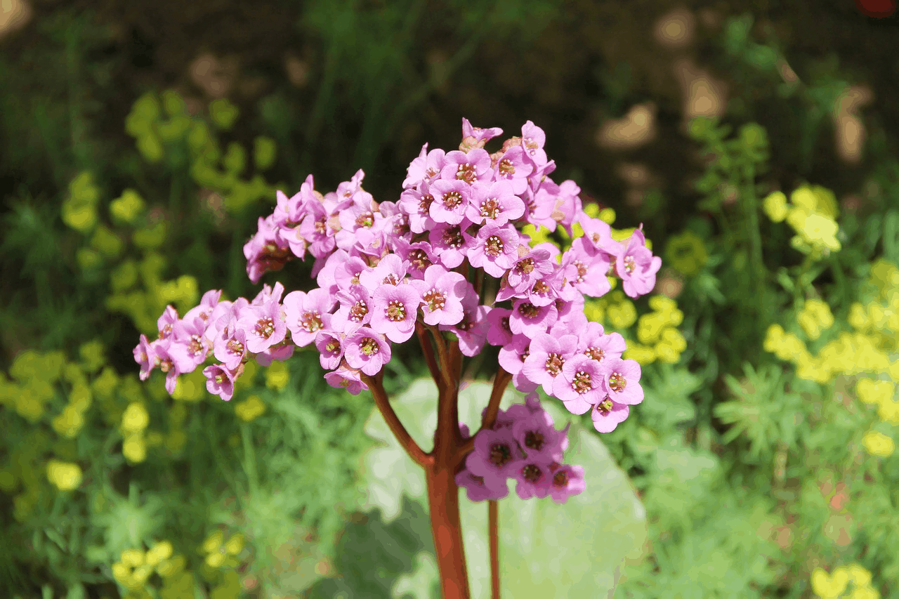 purple perennials