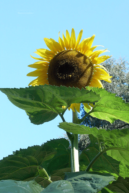 Giant Edible Sunzilla Sunflower