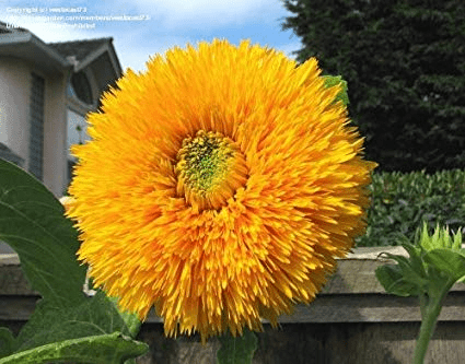 Giant Sungold Sunflower