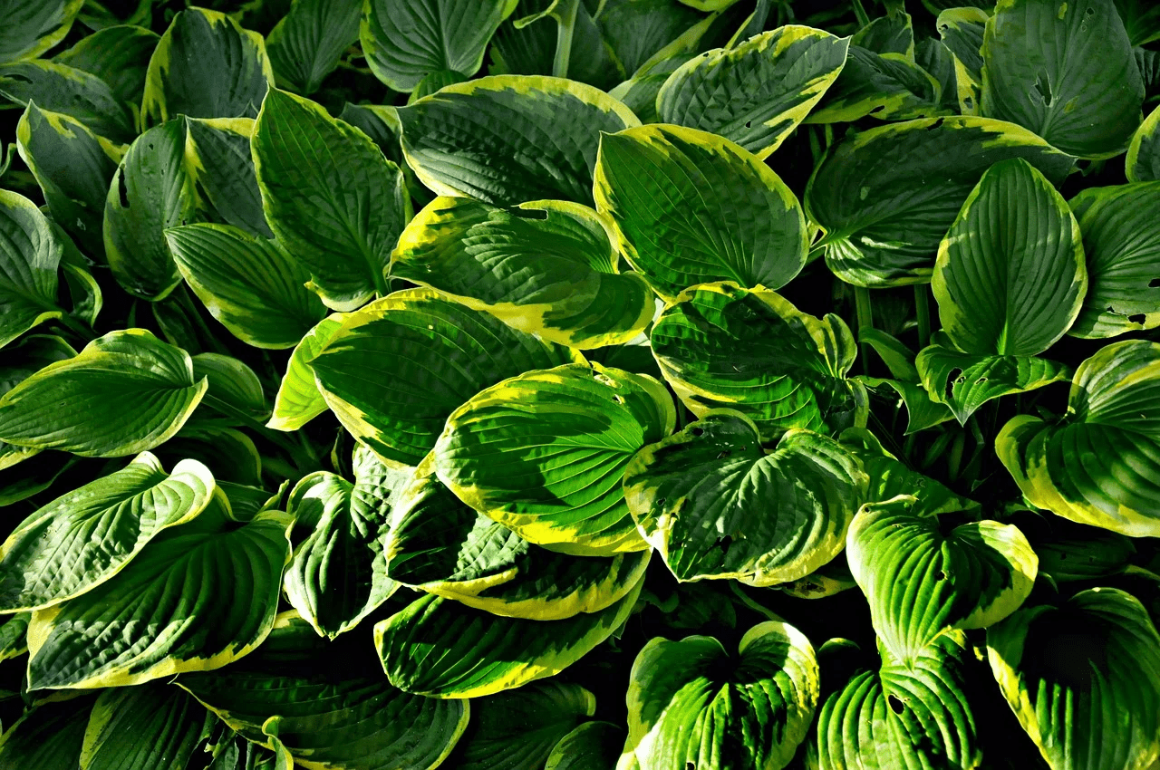 hosta - full shade perennials