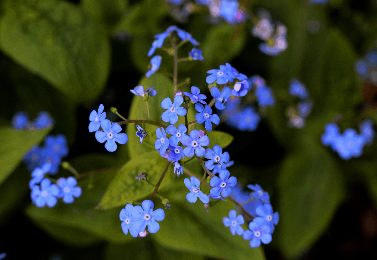 bluestone perennials