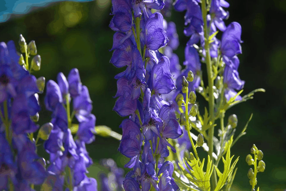 monkshood - shade perennials