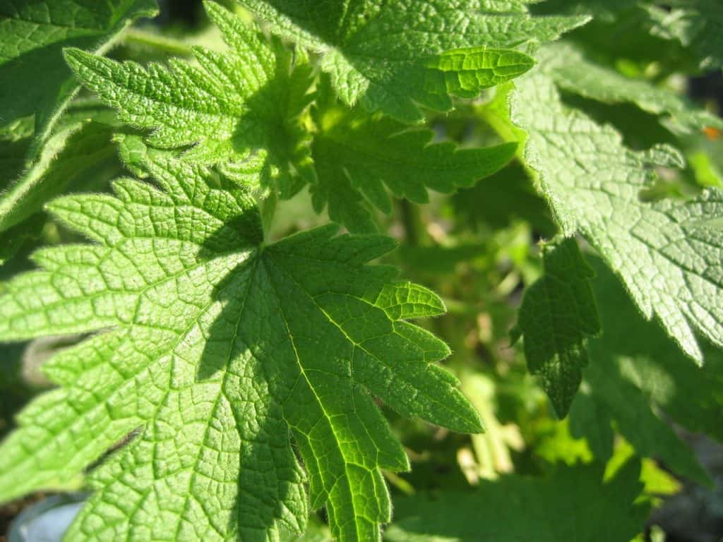 motherwort herb