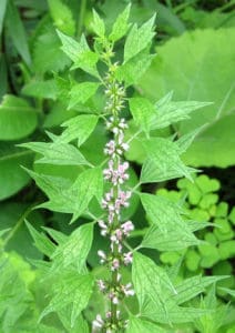 motherwort medicinal flower