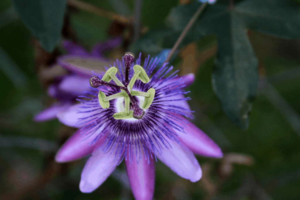 passionflower