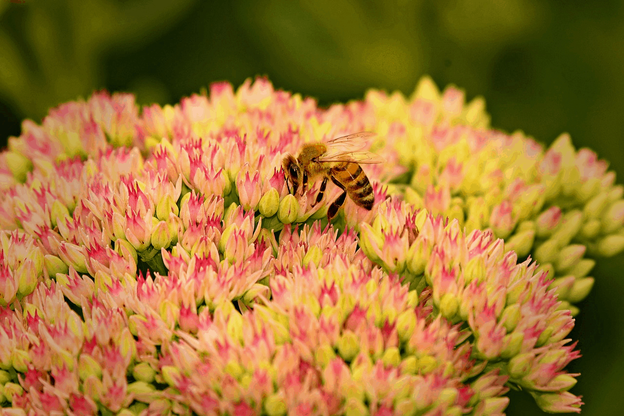 low maintenance perennials