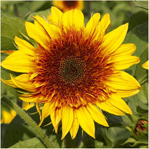 Sundance Kid Sunflower