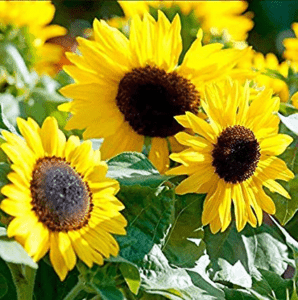 how to grow sunflowers